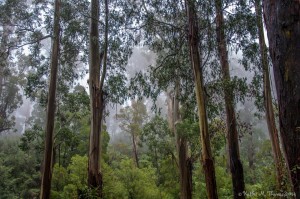 Sherbrooke Forest, Kallista by Kathie M. Thomas